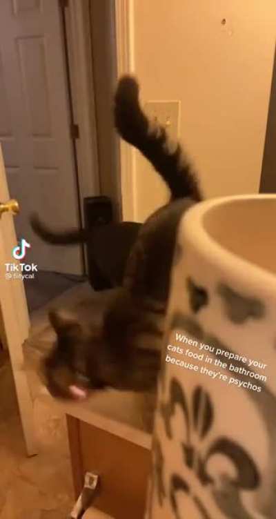 Preparing cat’s food