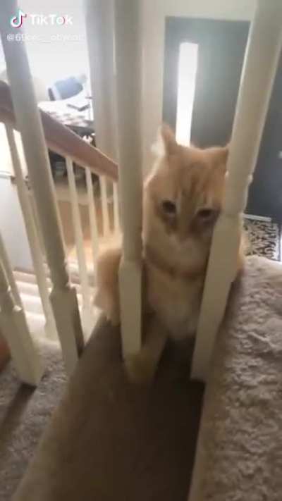 Cat should’ve listened...