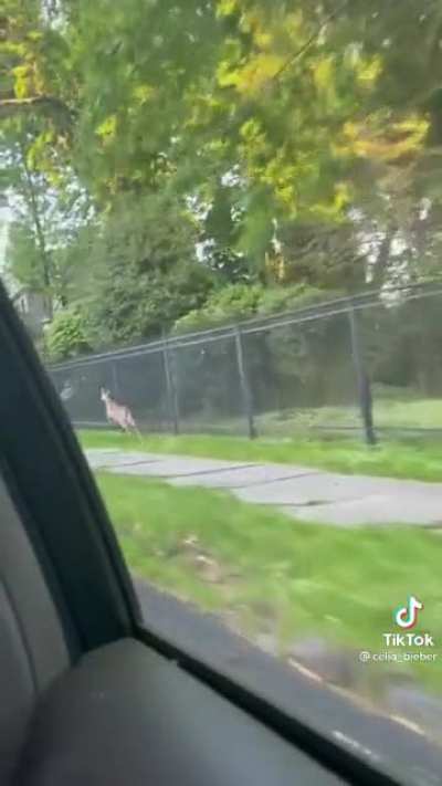 Why did the deer cross the road?