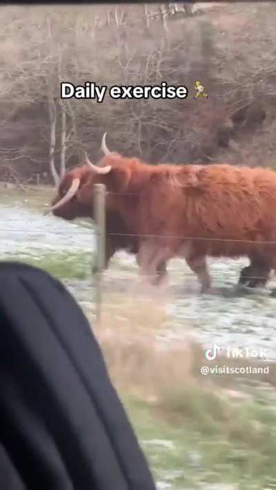A day in the life of a Highland cow