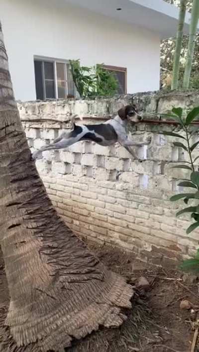The Spy