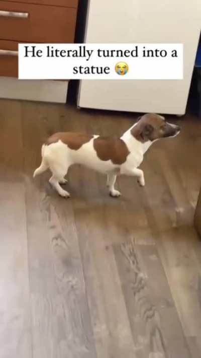 Doggo is Frozen Saying 