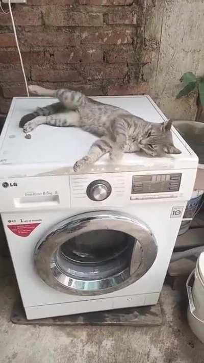 Cat on washer