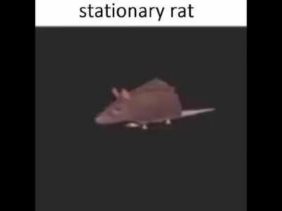 ordinary rat 🐀