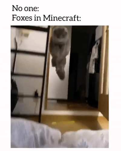 Ha ha foxes go wihuuuu