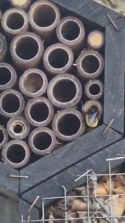 I placed this insect hotel about two years ago but since march 22nd, when the first bamboo got filled, it has been going fast! European Orchard Bees.