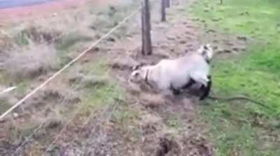 Баран и высокое напря<wbr>жение