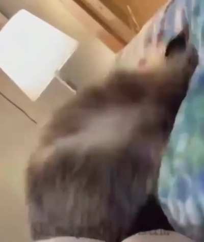 Modest Marsupial
