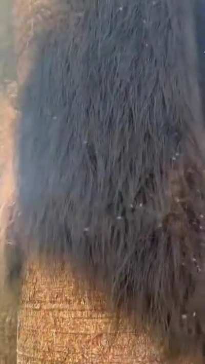 That’s not a fur of an animal.