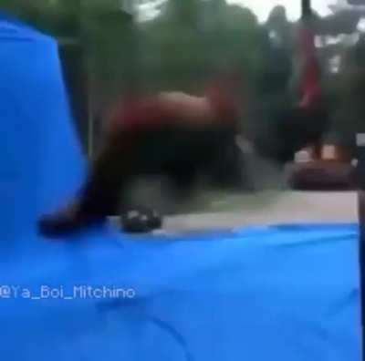 Hi