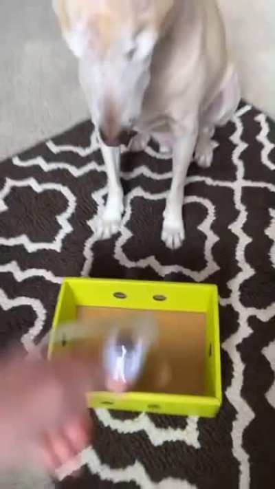 Poor Doggo