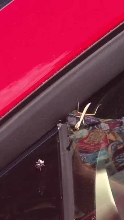 A tiny face off I saw today between a jumping spider and a baby mantis