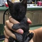 1.5 months old