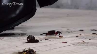 Crab and Snails Crush - Bug Crushed