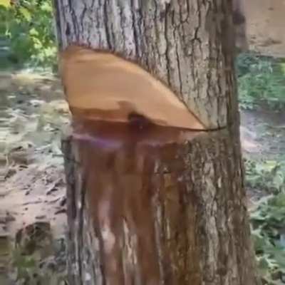 Tree lobbing