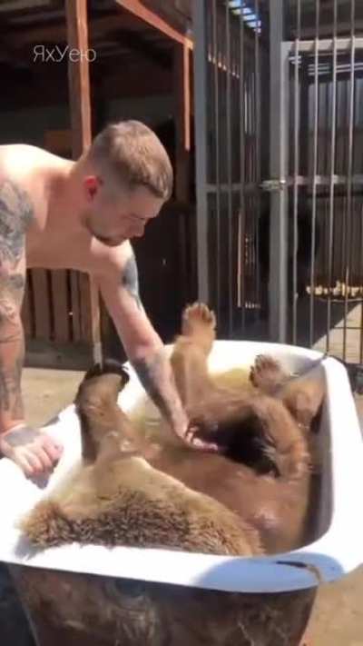 Every normal Russian person in the summer, at a temperature of + 32 °C Каждый норма<wbr>льный русский человек летом, при темпе<wbr>ратур<wbr>е +32 °C, должен искуп<wbr>ать своего домаш<wbr>него медве<wbr>дя! А иначе – с кем ты будешь пить водку и играть на балал<wbr>айке, если вдруг милой 