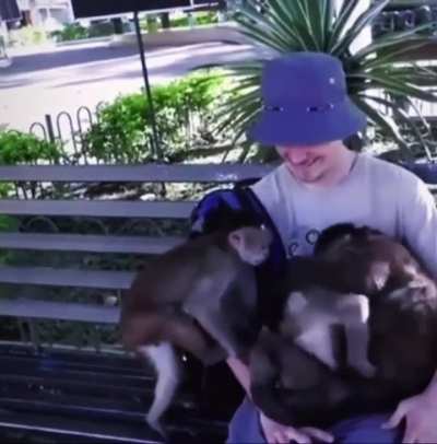 Monkey pile