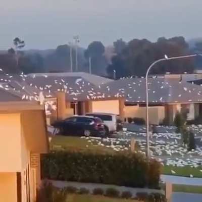 На юге австралийского штата Новый Южный Уэльс тысячи попугаев вида корелла слетелись в город Наура и затерроризировали местных жителей. В России каждый такой попугай стоит 3-5к
