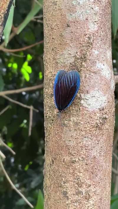 A blue one! 𝘗𝘰𝘮𝘱𝘦𝘭𝘰𝘯 𝘮𝘢𝘳𝘨𝘪𝘯𝘢𝘵𝘢 from Singapore (it doesn’t have a common name)