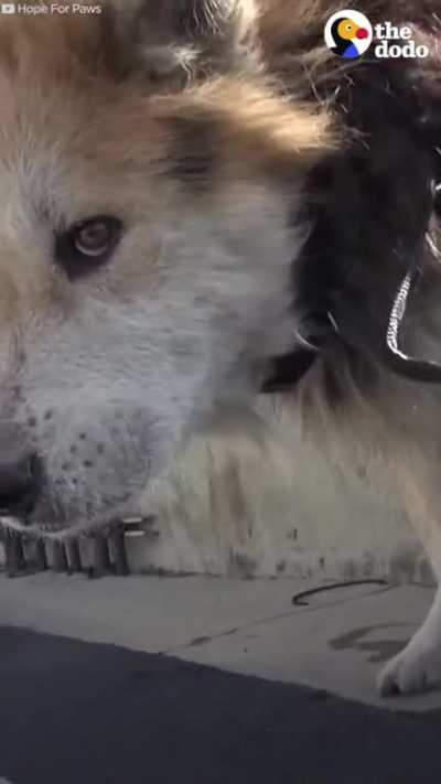 Woof irl