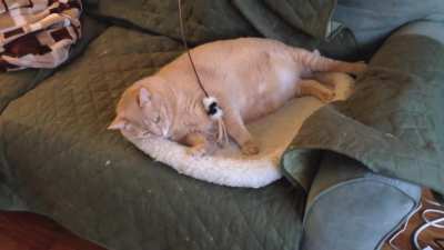 Cat Fishing