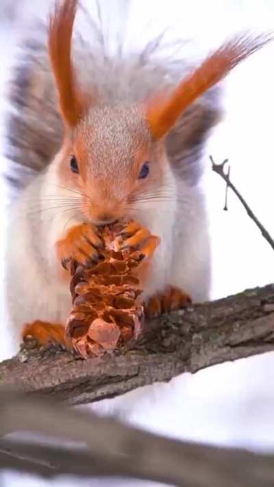 Red squirrel foraging in the snow