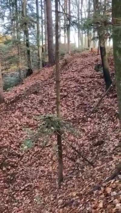 Enduro in the woods while quarantining