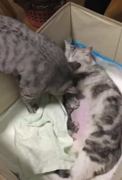 touch tha mama