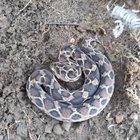 🔥 Saw-Scalped Viper In Defense Mode