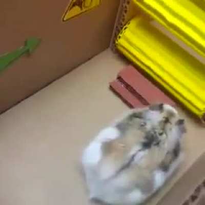 鼠鼠，润了！