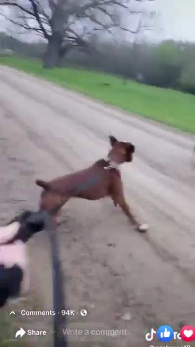 Donkey makes fun of dog