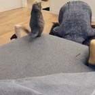 An infidel cat