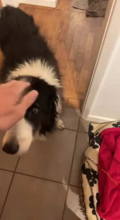 Dog scream.