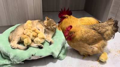 Cute chickens and cat🥰🥰<wbr>🥰