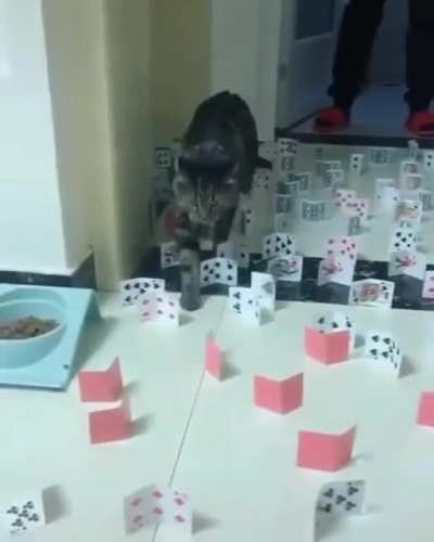 Cats have amazing agility