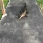 Mr. Gator