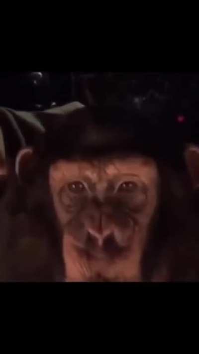 Monkey