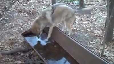 Wolf wasn't ready for the ice water