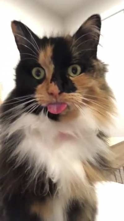 Mid-Groom Blep