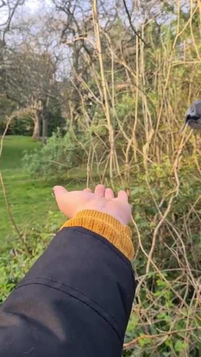 Spent lockdown becoming a Disney princess