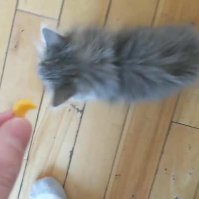 He wanted the cheese