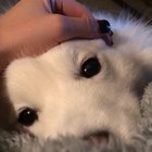 Spoiling a fluff