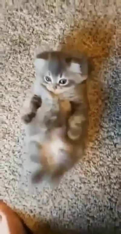cutekittie...he love rubbing his tummy
