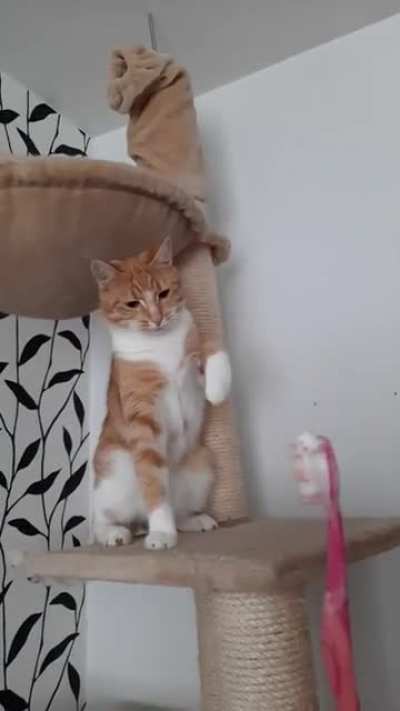 Cat NO toothbrush