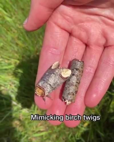 🔥 Pro level camouflage of Buff Tip moth