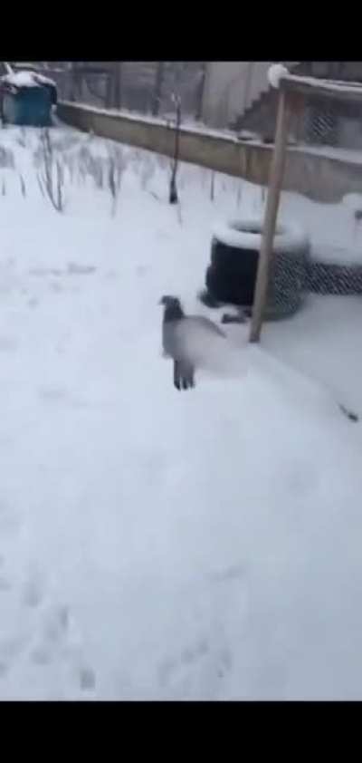 It's a Bird...It's a Plane...It's a....