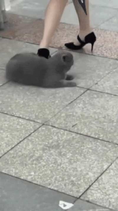 What the cat doin