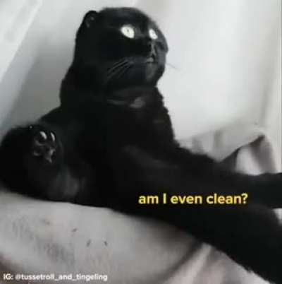 Stoic/Exist cat