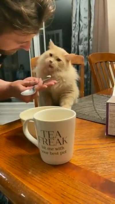 Cat tries some ice-cream 😍