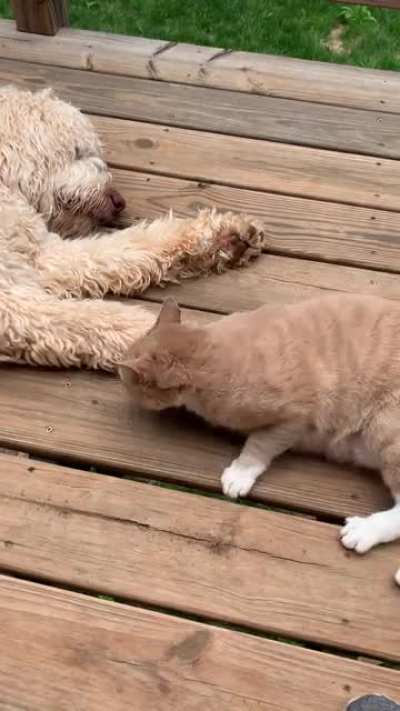 My cat and dog were separated for 4 days while my wife and I went away for the weekend. I think my cat is happy that they are reunited